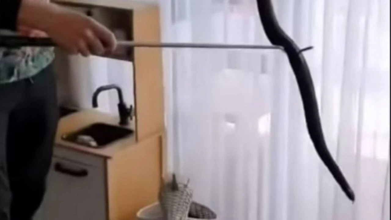 Oyuncak kutusunda saklanan zehirli yılan korku saçtı! İşte o anlar - 2. Resim