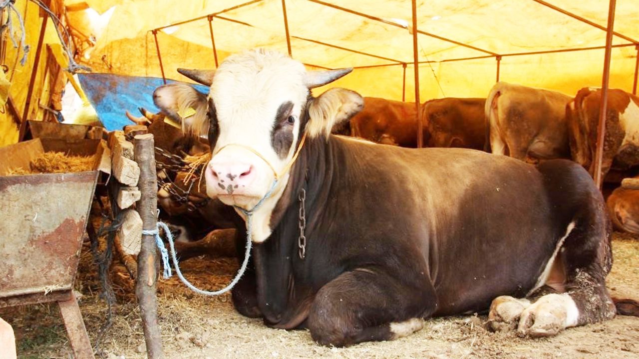 Sivas&#039;ta karar verildi, kurbanlık fiyatları belli oldu