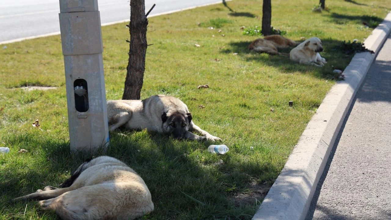 Sokak köpekleri için belediyelere yazı! "En az acı veren ve en hızlı şekilde ölüm..."