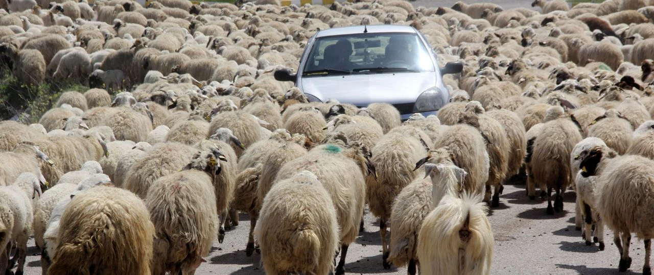 Trafik aksadı, sürücüler şaştı kaldı!