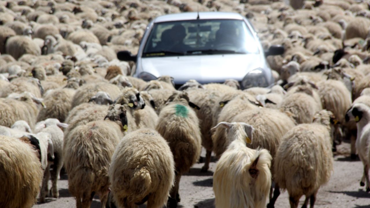 Trafik aksadı, sürücüler şaştı kaldı!