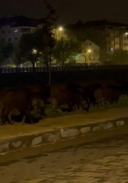 Zonguldak'ta aç domuzlar şehre indi, fark edince kaçtı - 1. Resim