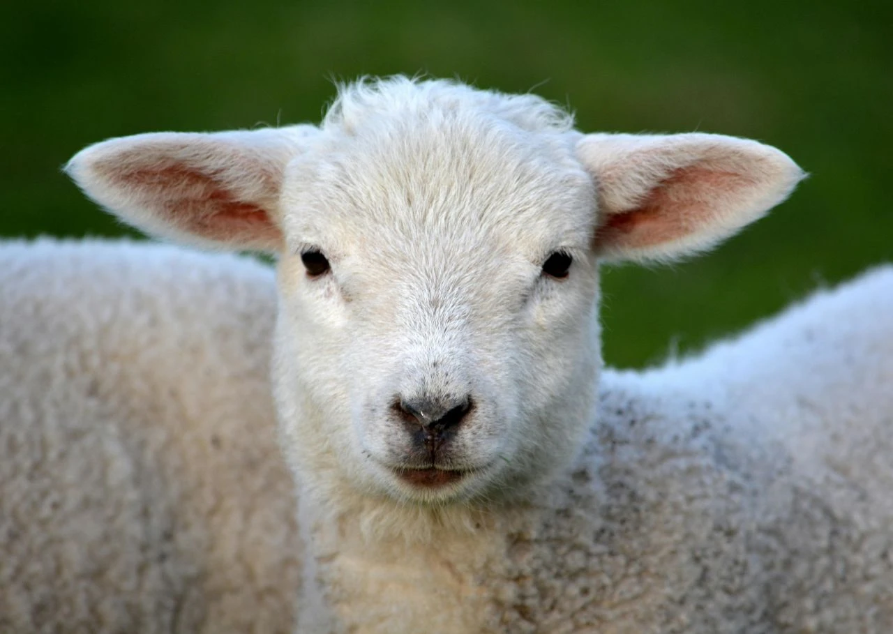 Bayram namazını Bursa Osmangazi, Yıldırım ve Nilüfer ilçeleri 06.14’de kılacak