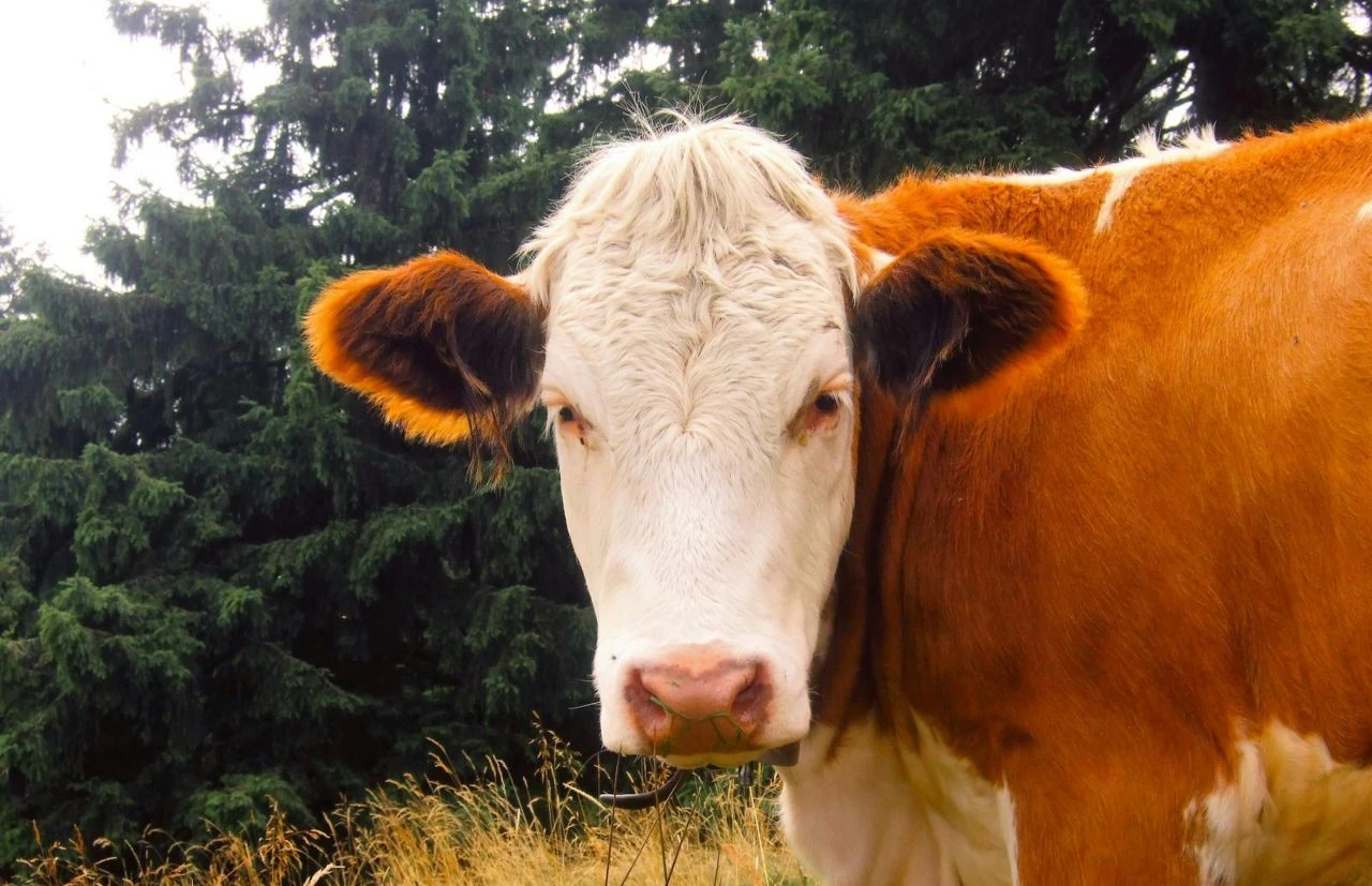Bursa Gürsu ilçesi 06.13’de, Mustafakemalpaşa ilçesi 06.17’de bayram namazı kılacak