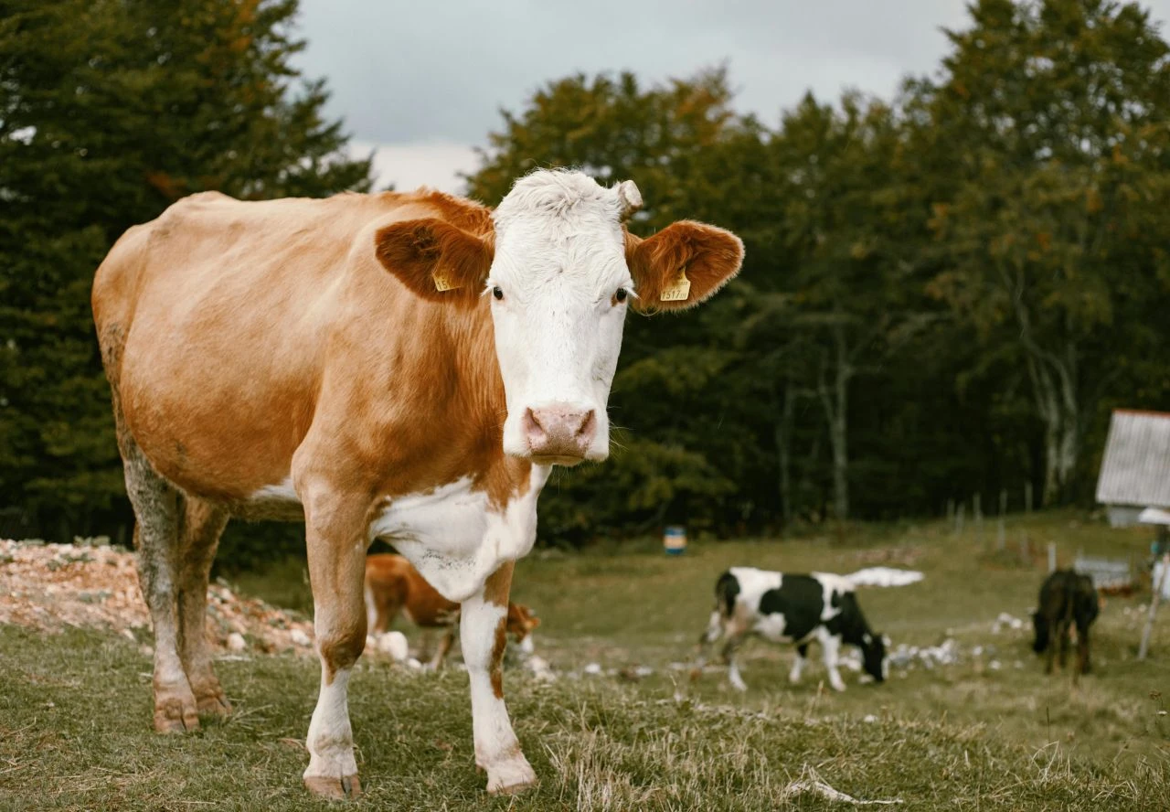 Bursa Orhangazi ilçesi 06.12’de, Karacabey ilçesi 06.16’da bayram namazını kılacak - 2. Resim