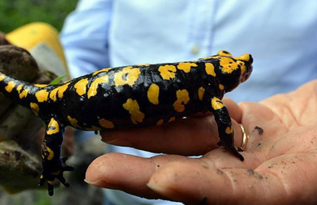 Birçok ilde görülüyor! Nesli tehlike altında - 1. Resim