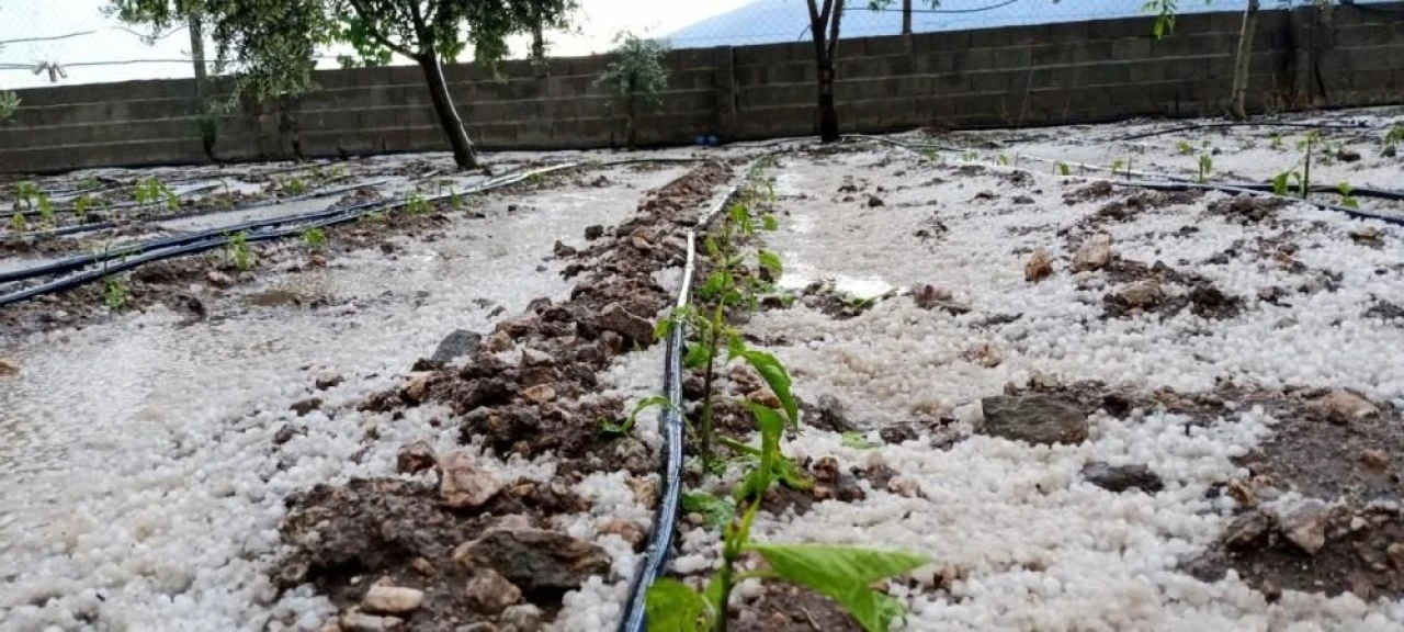 Mayıs ayında yağan dolu üreticiyi vurdu