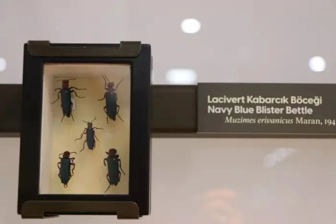 Milyonlarca yıllık fosiller sergilenecek! Biyoçeşitlilik bilim müzesi açılışa hazırlanıyor - 1. Resim