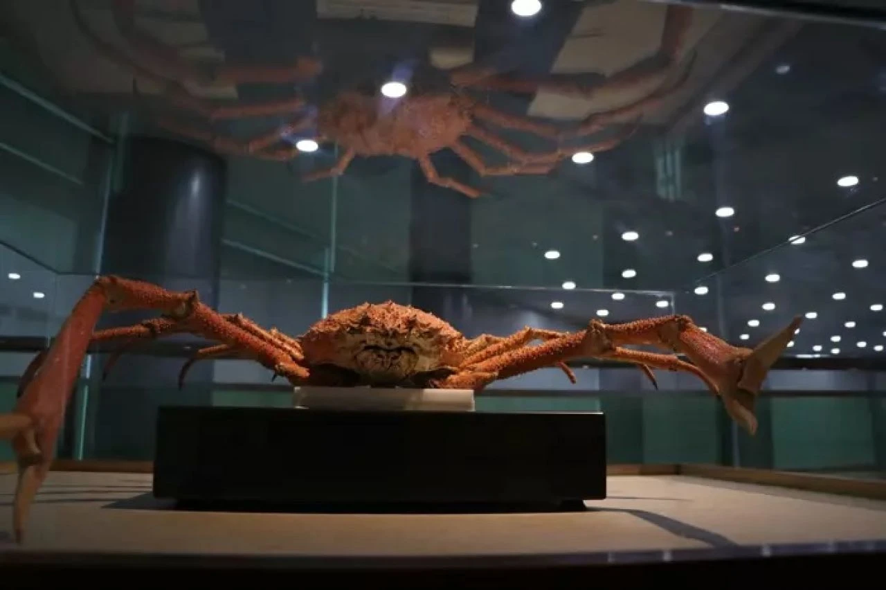 Milyonlarca yıllık fosiller sergilenecek! Biyoçeşitlilik bilim müzesi açılışa hazırlanıyor - 4. Resim