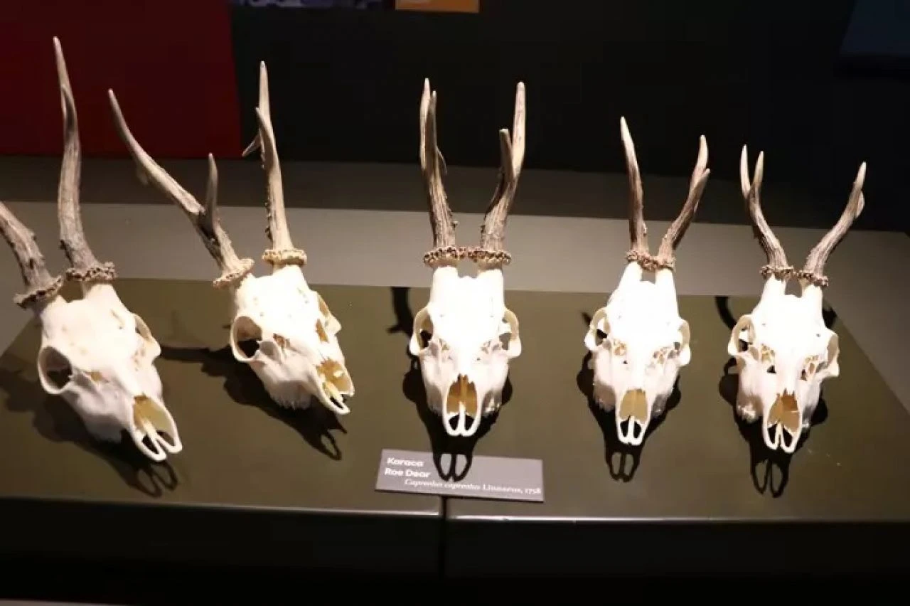 Milyonlarca yıllık fosiller sergilenecek! Biyoçeşitlilik bilim müzesi açılışa hazırlanıyor - 5. Resim