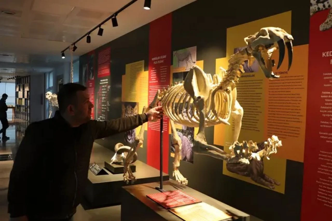 Milyonlarca yıllık fosiller sergilenecek! Biyoçeşitlilik bilim müzesi açılışa hazırlanıyor - 3. Resim