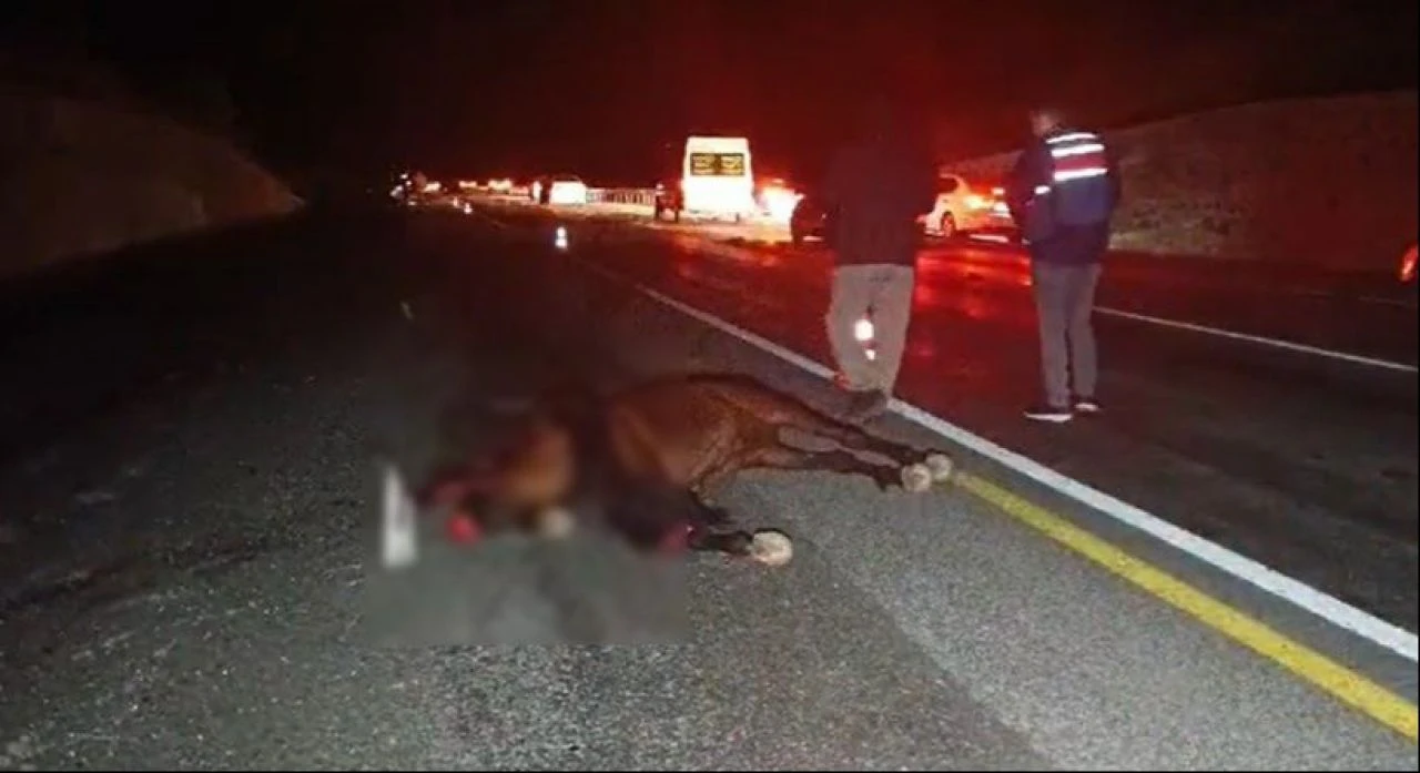 Bingöl'de akılalmaz ölümlü kaza! At aniden yola fırladı - 2. Resim