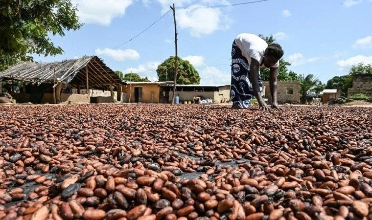Çikolata fiyatlarında düşüş olacak mı? Kakao fiyatlarında tüm zamanların en hızlı düşüşü yaşanıyor!