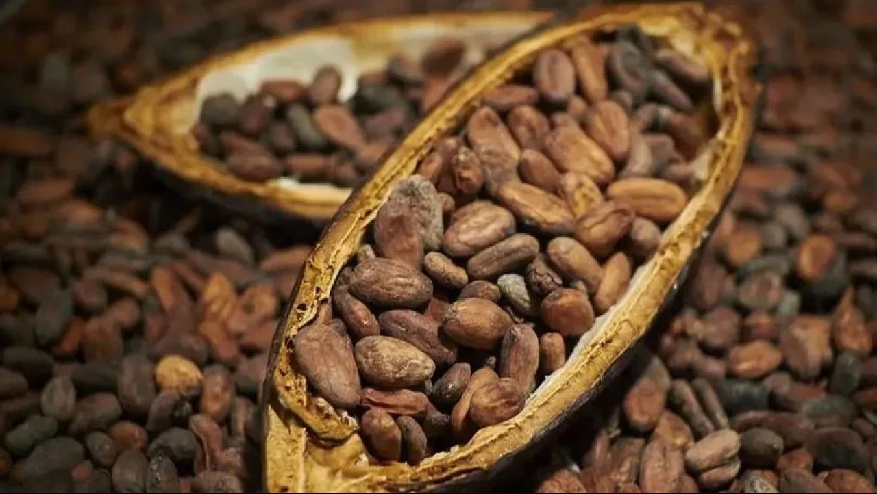 Çikolata fiyatlarında düşüş olacak mı? Kakao fiyatlarında tüm zamanların en hızlı düşüşü yaşanıyor!