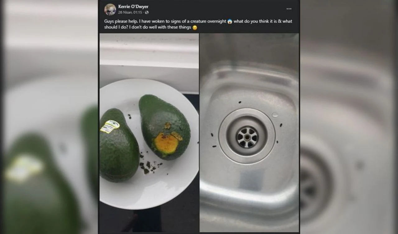 Mutfağındaki korkutucu olayların nedeni ortaya çıktı! Gerçek bambaşkaymış