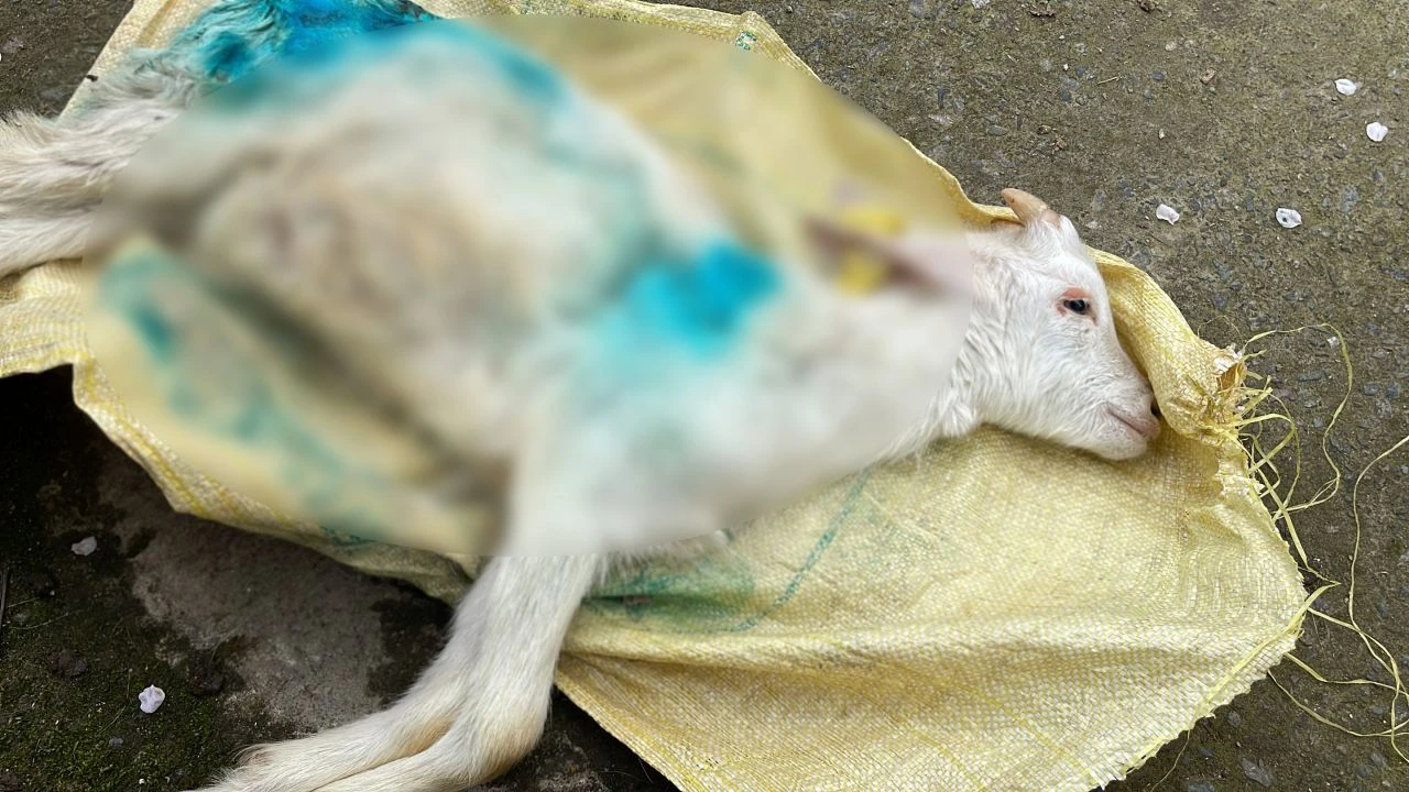 Sokak köpekleri dehşet saçtı! Hayvanları telef ettiler: Oğlağın acı içinde bağırdığı görüntü kahretti