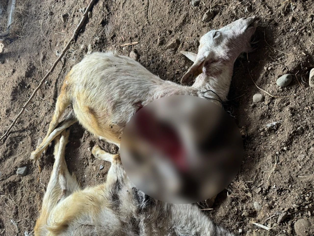 Sokak köpekleri dehşet saçtı! Hayvanları telef ettiler: Oğlağın acı içinde bağırdığı görüntü kahretti