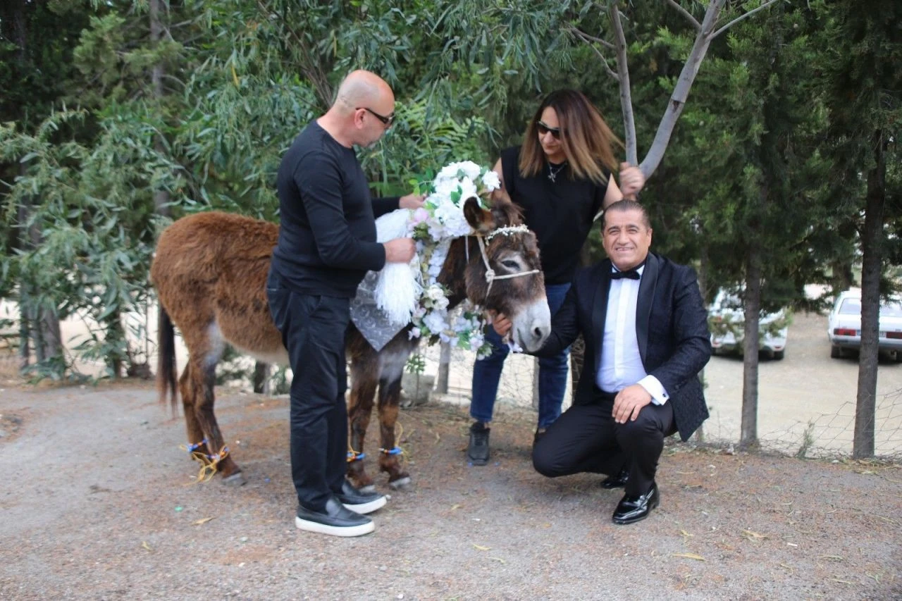 Eşeklere düğün yaptılar: Herkes süslenip geldi, takı bile takıldı