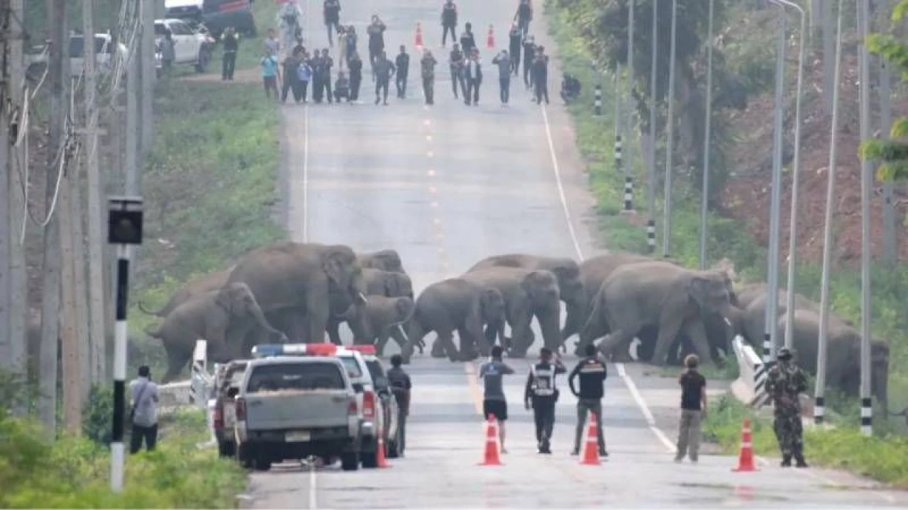 Filler ülkeyi karıştırdı! Resmen isyan başlattılar turistlere, evlere, arabalara saldırıyorlar