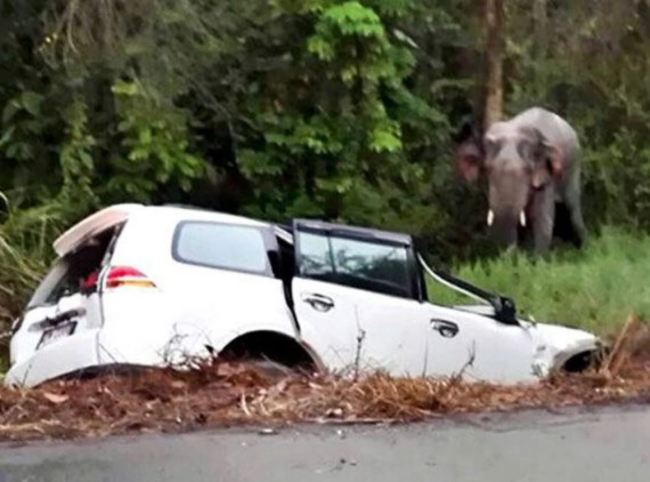 Filler ülkeyi karıştırdı! Resmen isyan başlattılar turistlere, evlere, arabalara saldırıyorlar