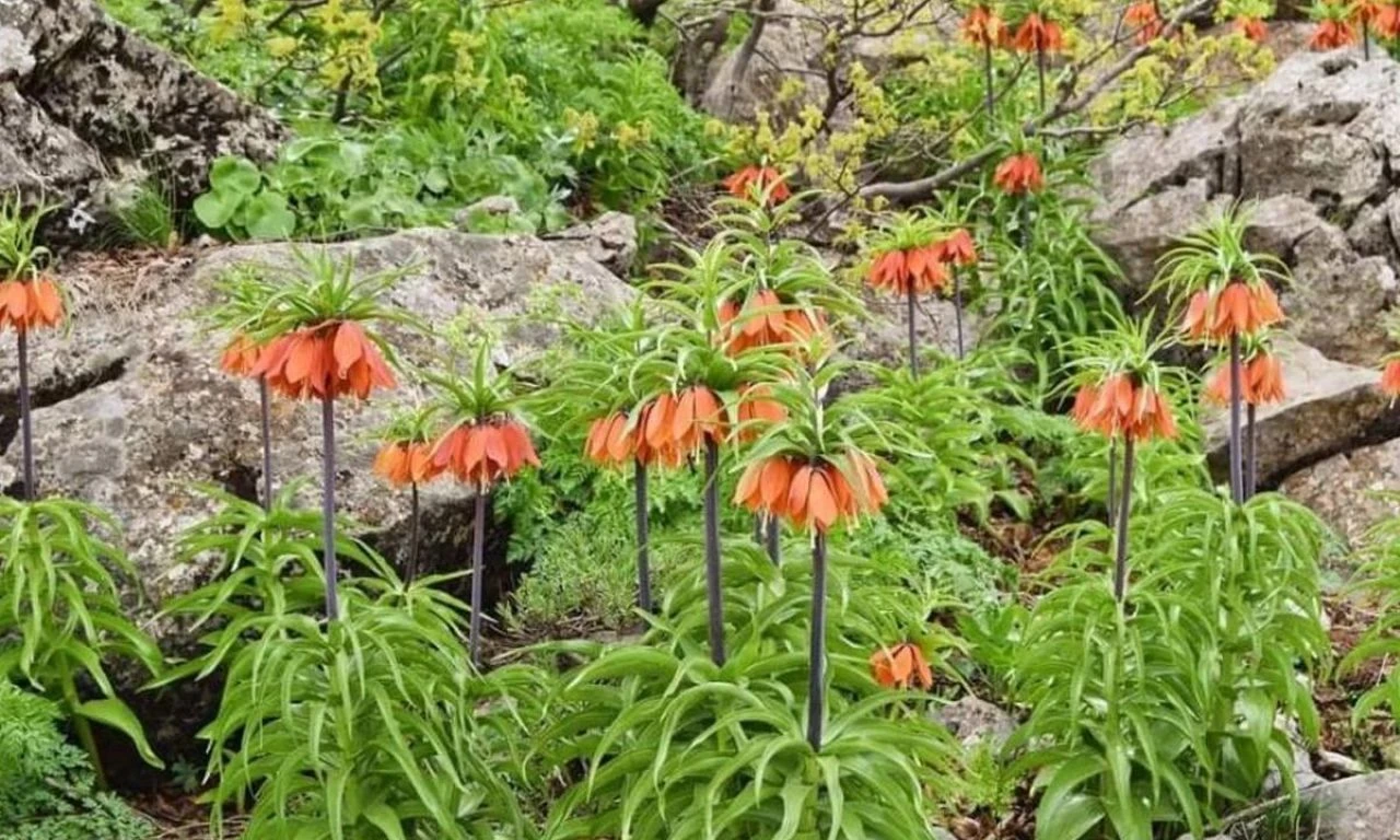 Bu iki çiçeği koparan yandı: Cezası yarım milyon lira