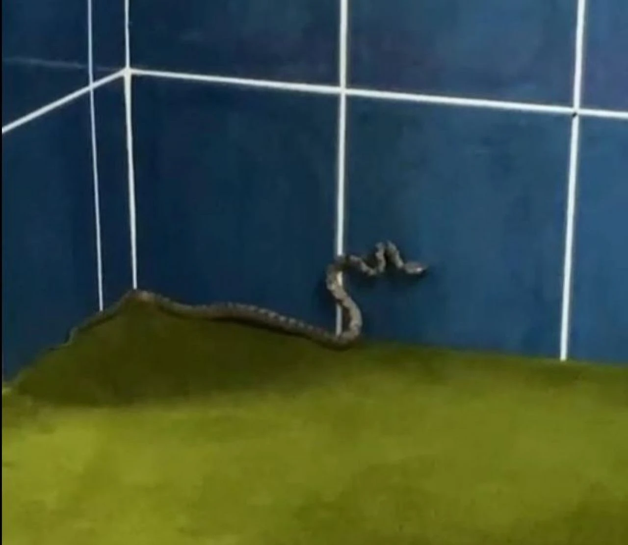 Caminin içinde yılanı görenler hayret etti! 20 günde 3 defa... - 1. Resim