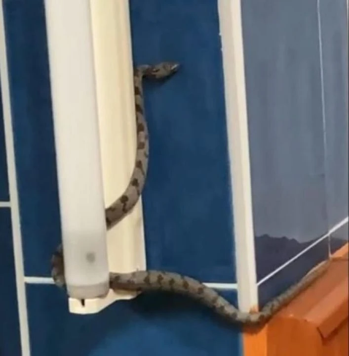 Caminin içinde yılanı görenler hayret etti! 20 günde 3 defa... - 2. Resim