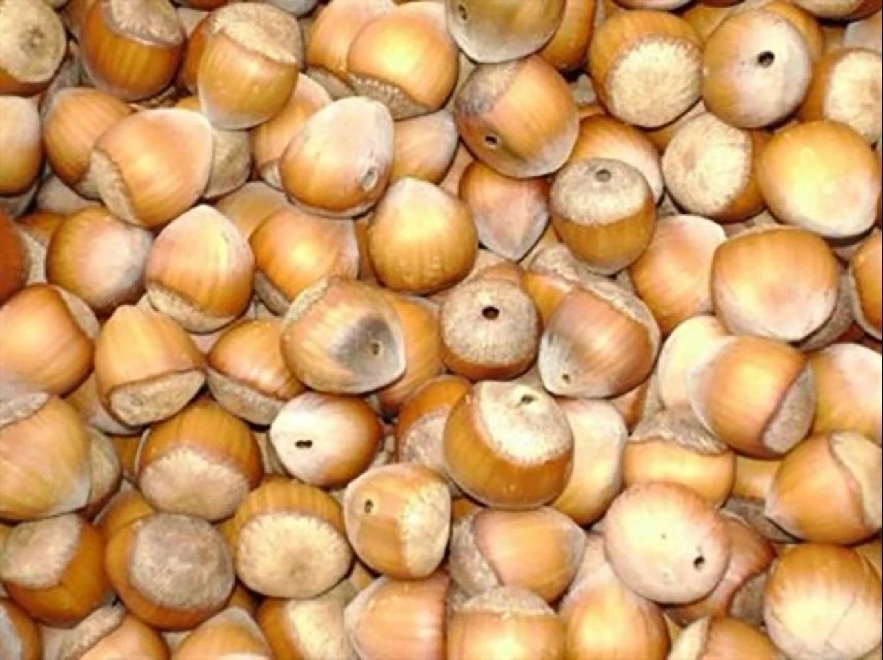 Çiftçilerin korkulu rüyası tüm bahçeleri sarıyor! Fındık kurdu ve kokarca alarmı verildi - 4. Resim