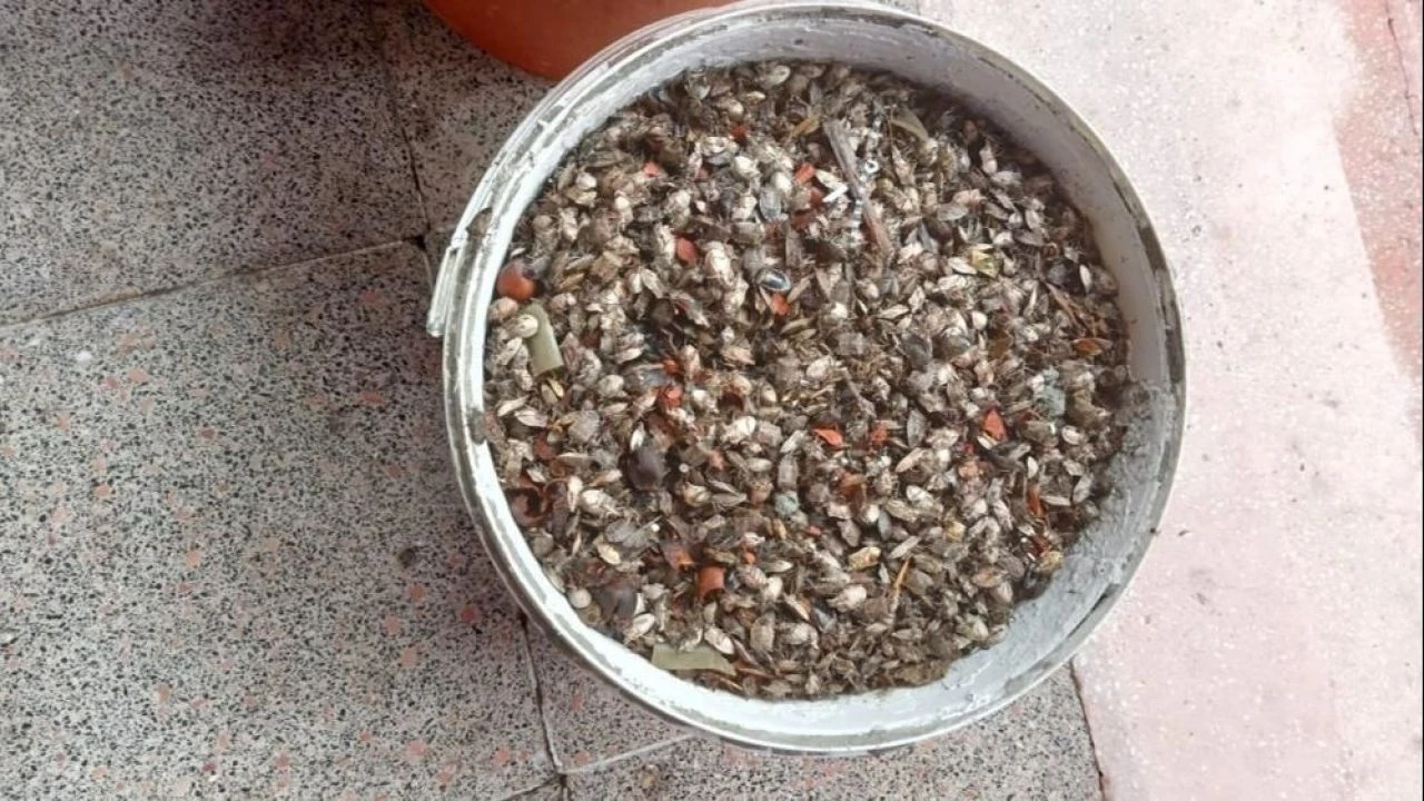 Çiftçilerin korkulu rüyası tüm bahçeleri sarıyor! Fındık kurdu ve kokarca alarmı verildi - 1. Resim