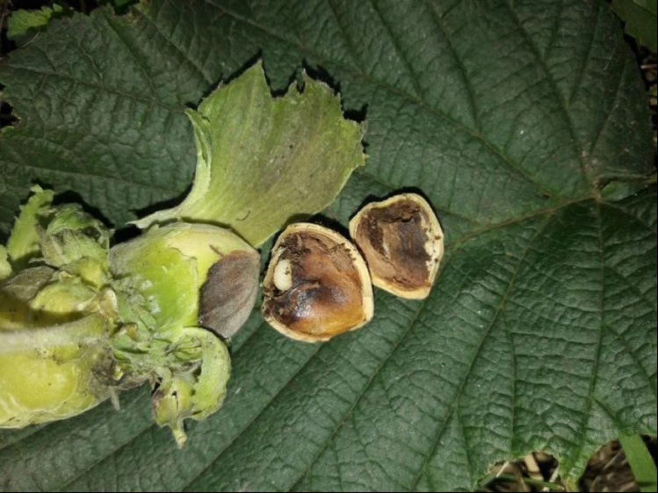 Çiftçilerin korkulu rüyası tüm bahçeleri sarıyor! Fındık kurdu ve kokarca alarmı verildi - 3. Resim