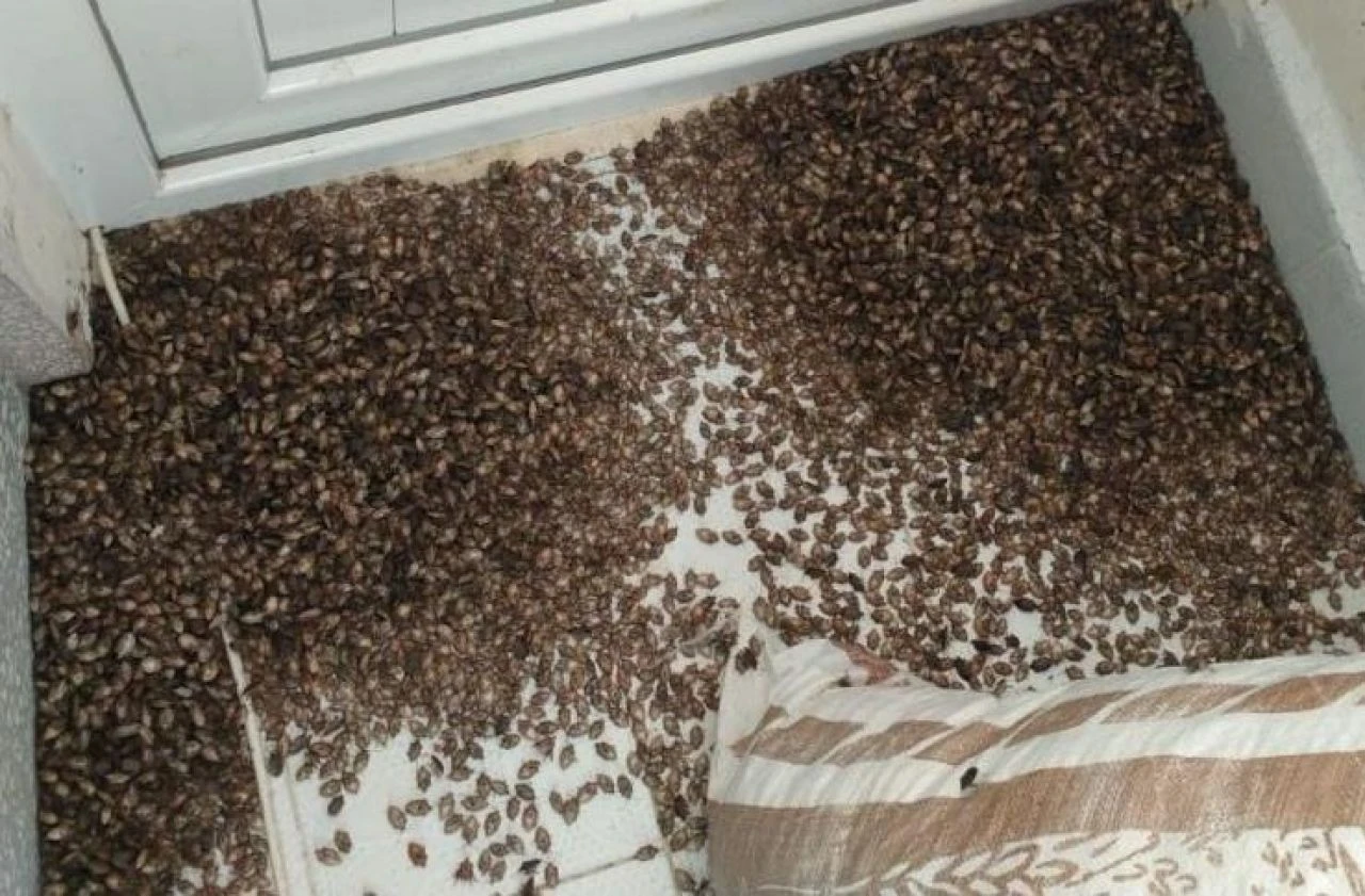 Çiftçilerin korkulu rüyası tüm bahçeleri sarıyor! Fındık kurdu ve kokarca alarmı verildi - 2. Resim