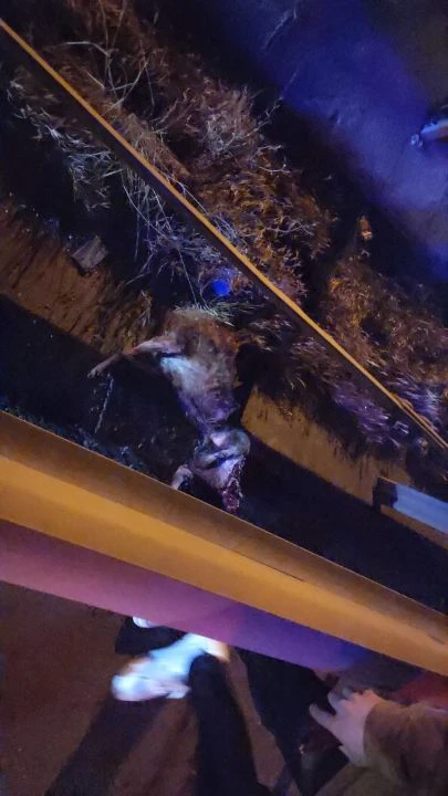Zonguldak'ta yola fırlayan tilki yüzünden zincirleme kaza: 6 yaralı var
