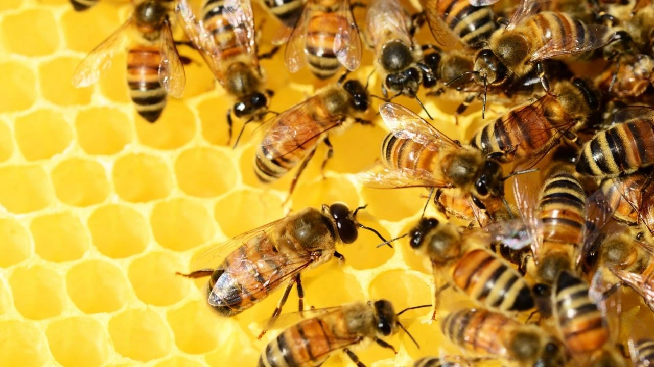 Dünyanın en şifalı kalpten balı! Adana'nın romantik arıları