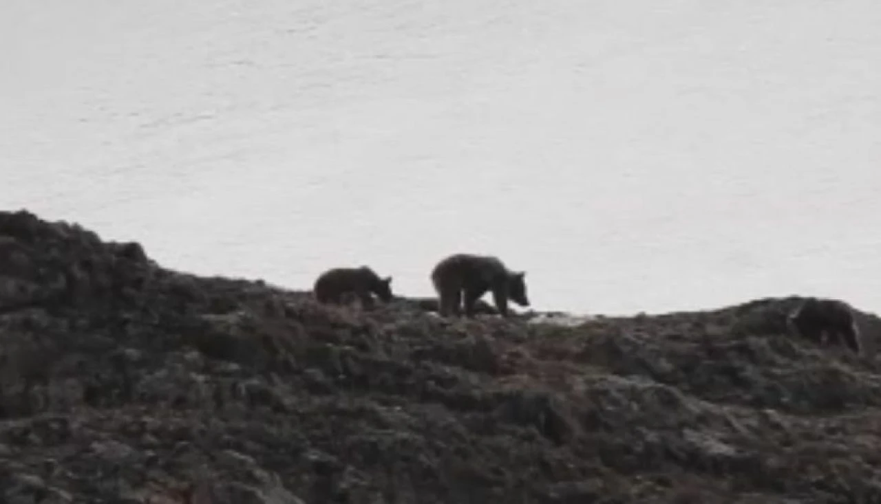Gördükleri manzara karşısında şoke oldular! Ayılar evleri savaş alanına çevirdi