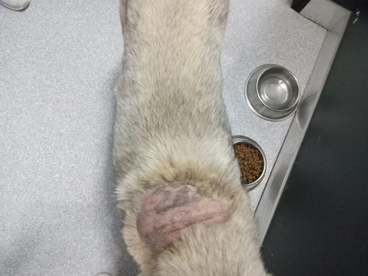 Beslediği köpeği korkunç şekilde buldu: Üzerine kaynar su döktüler - 1. Resim