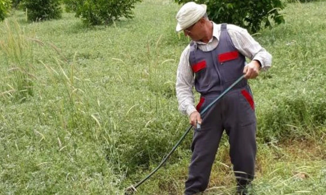 Günlük bin 500 TL'ye çalıştıracak işçi bulamıyor: Bahçe meyve dolu ama toplayacak adam yok - 2. Resim