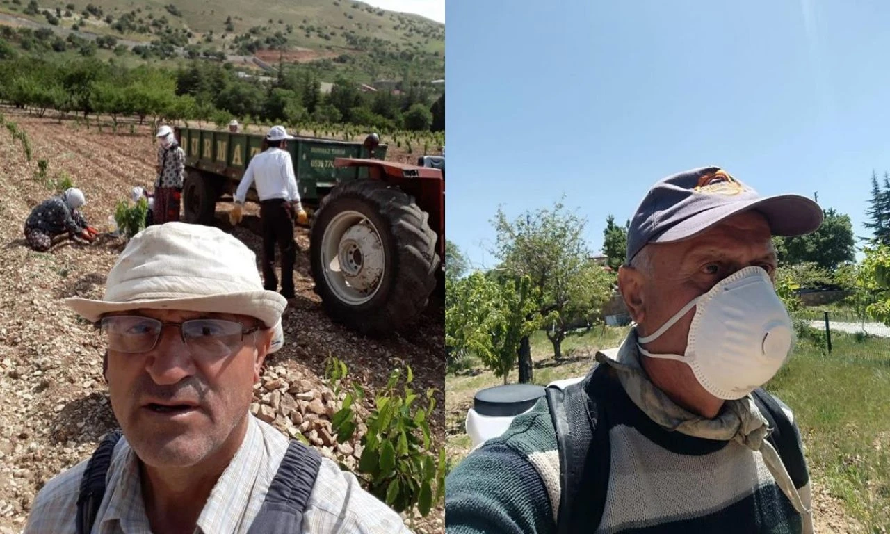 Günlük bin 500 TL'ye çalıştıracak işçi bulamıyor: Bahçe meyve dolu ama toplayacak adam yok - 1. Resim