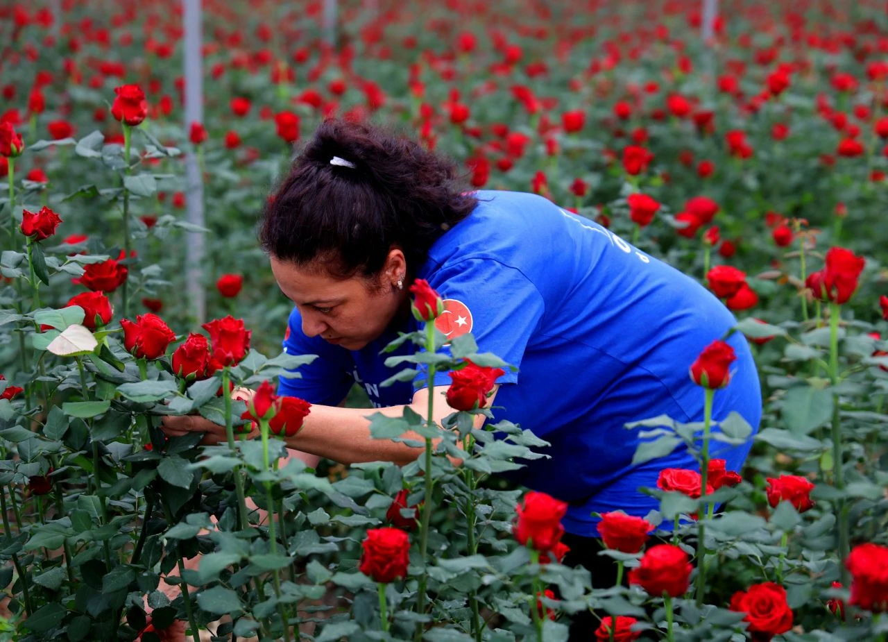 Annelere Günü öncesi gül fiyatları 3 liraya düştü! - 2. Resim