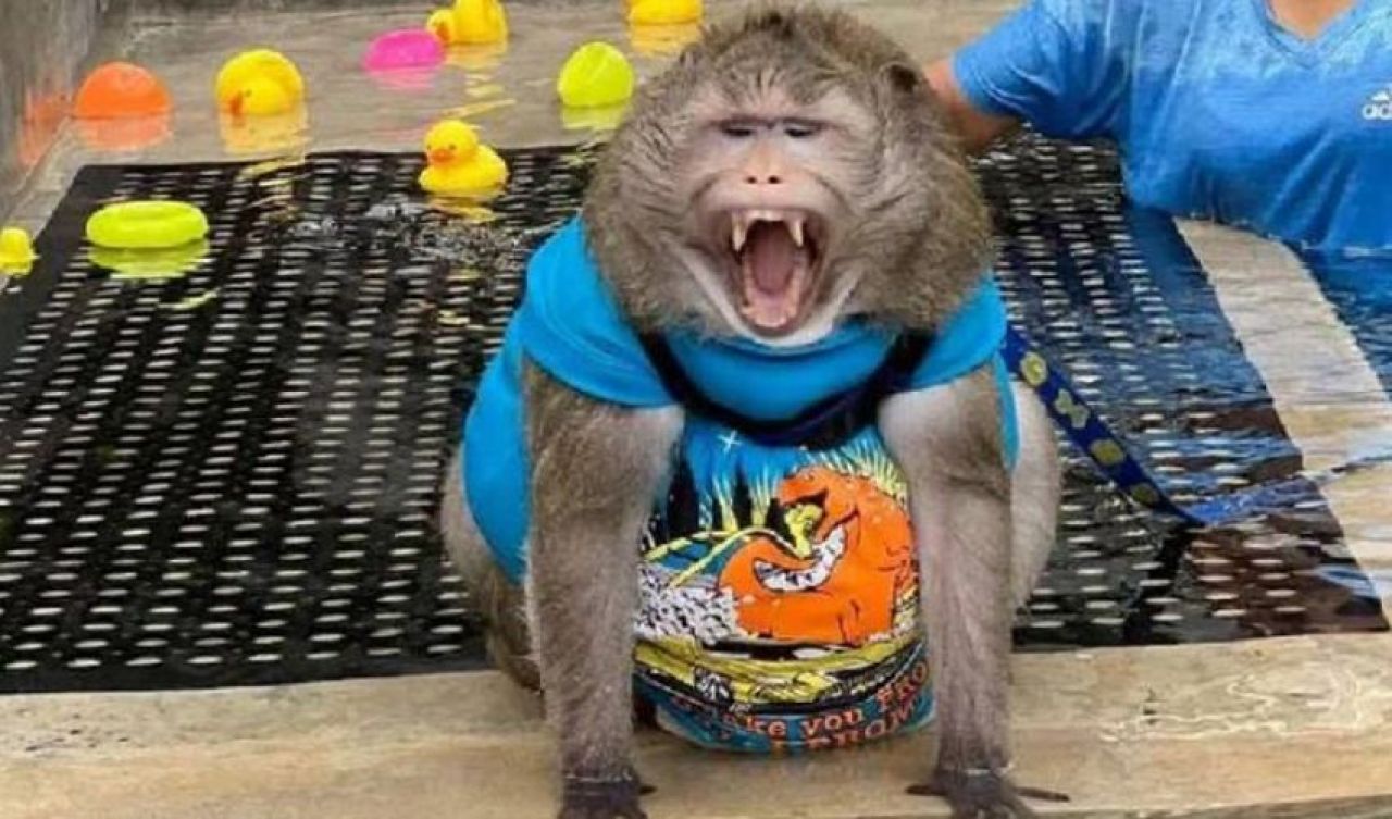 Turistlerin ilgi odağıydı! Obez maymun'Godzilla' kendini yedi - 1. Resim