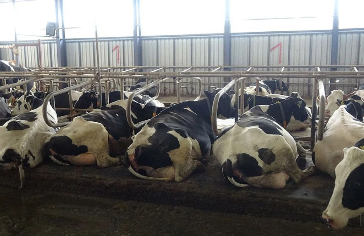 Türk müziği dinleyen ineklerde şaşırtan değişim: Bu kadar aşırı beklemiyordum! - 3. Resim