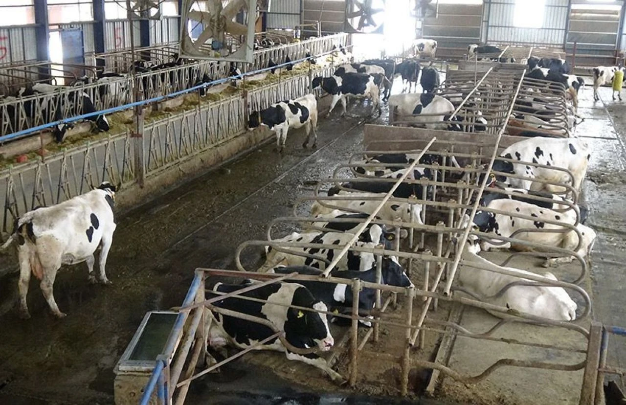 Türk müziği dinleyen ineklerde şaşırtan değişim: Bu kadar aşırı beklemiyordum! - 2. Resim