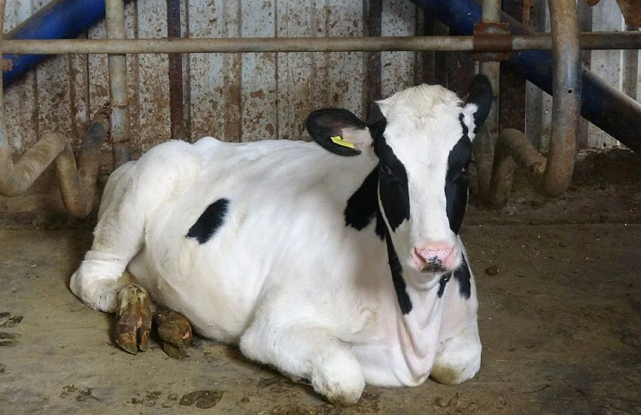 Türk müziği dinleyen ineklerde şaşırtan değişim: Bu kadar aşırı beklemiyordum! - 1. Resim
