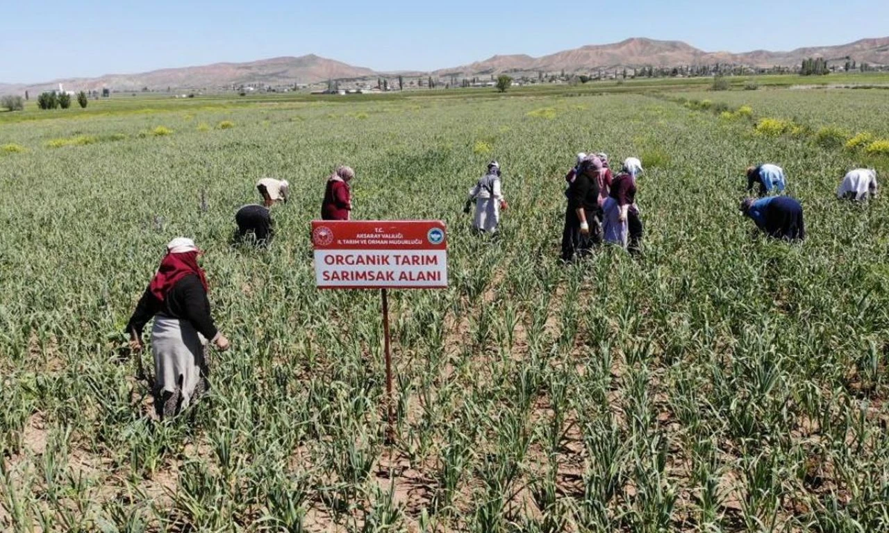 Almanya ve Rusya şifayı Aksaray'da buldu! İlaç endüstrisinin vazgeçilmezi: Sırada Polonya ve Hollanda da var - 1. Resim
