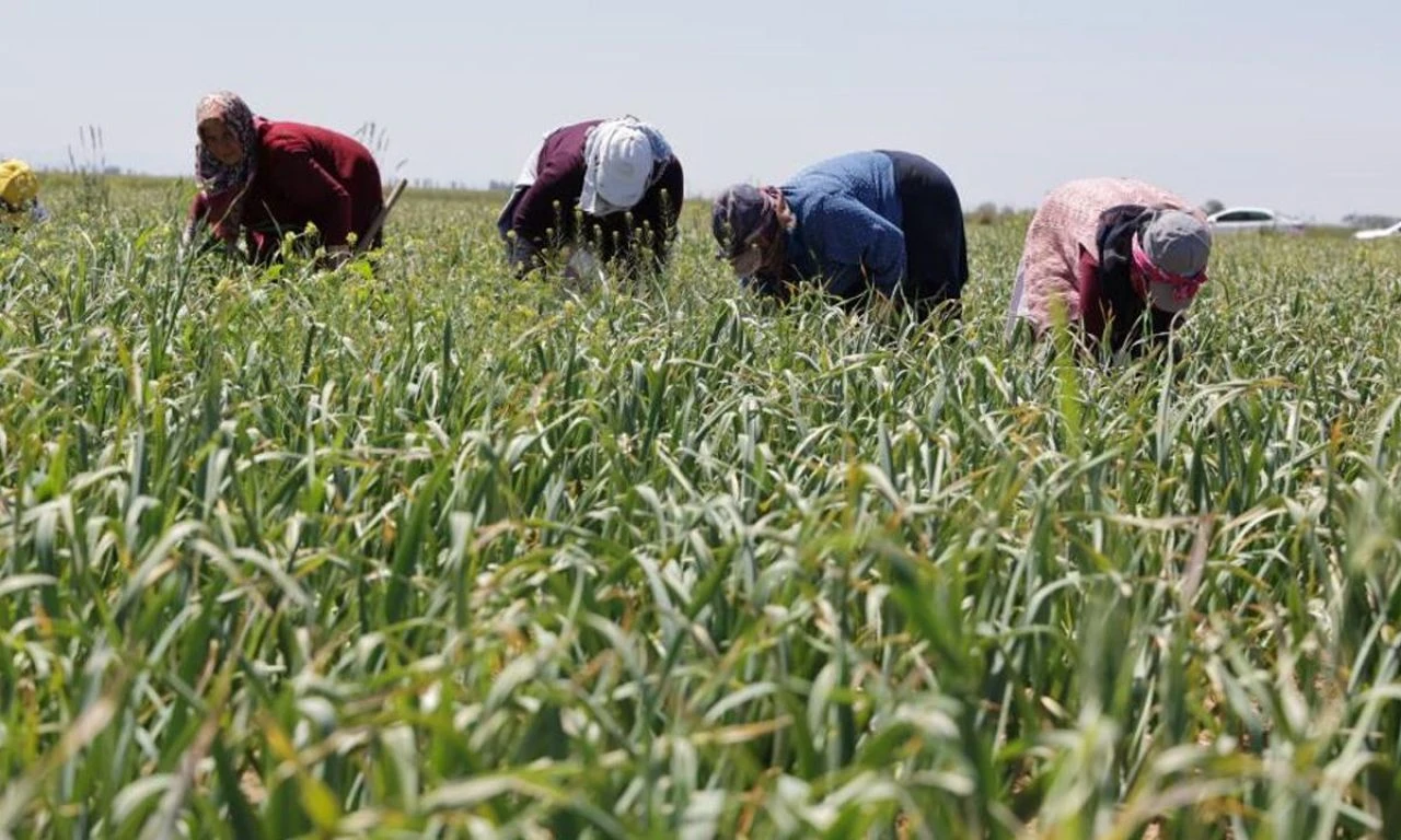 Almanya ve Rusya şifayı Aksaray'da buldu! İlaç endüstrisinin vazgeçilmezi: Sırada Polonya ve Hollanda da var - 2. Resim