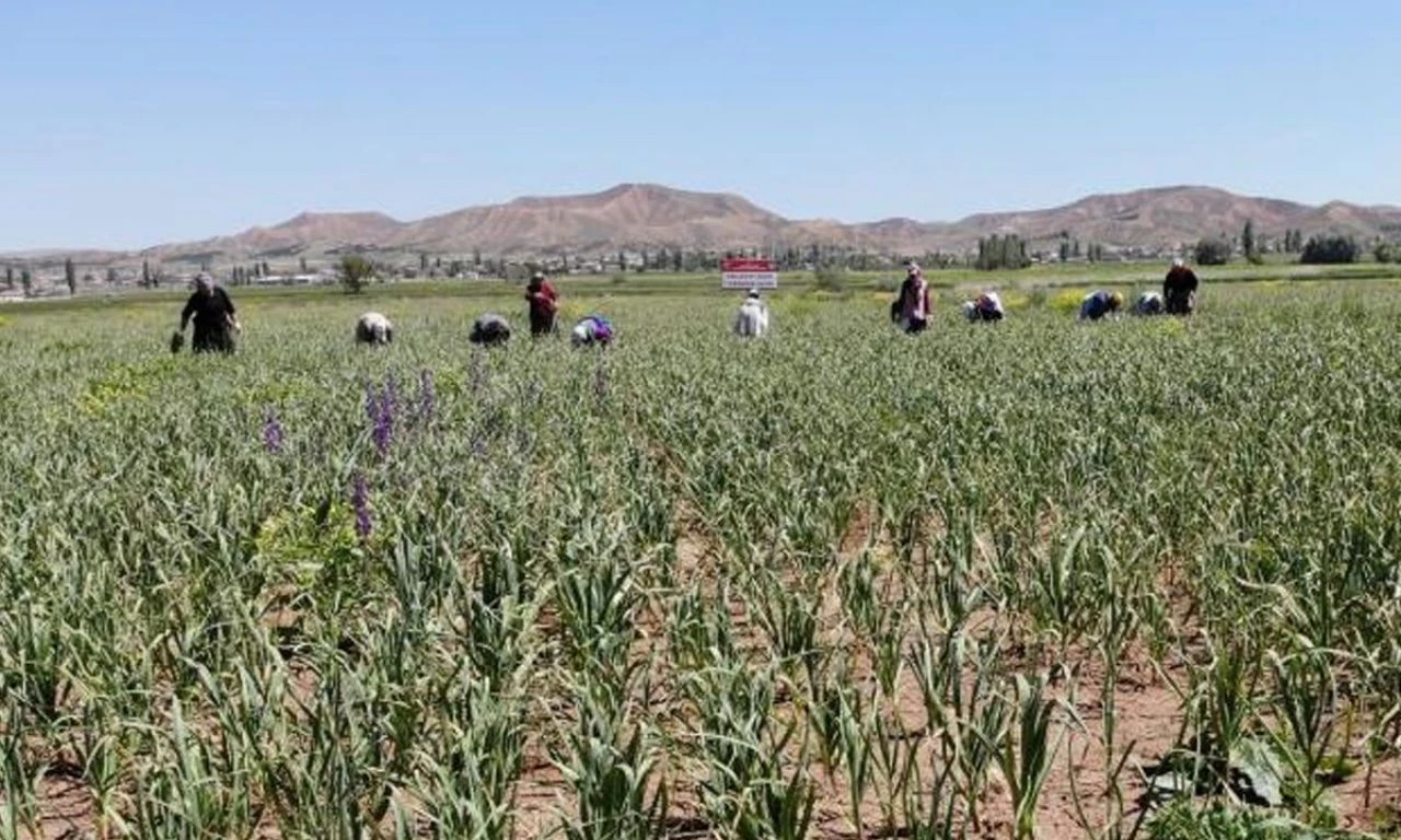 Almanya ve Rusya şifayı Aksaray'da buldu! İlaç endüstrisinin vazgeçilmezi: Sırada Polonya ve Hollanda da var - 3. Resim