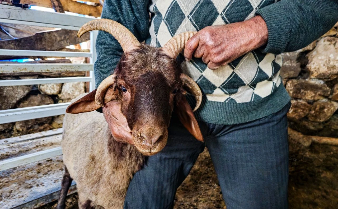4 boynuzlu koçu görenler şaştı kaldı: "68 yıldır ilk kez görüyorum" - 1. Resim