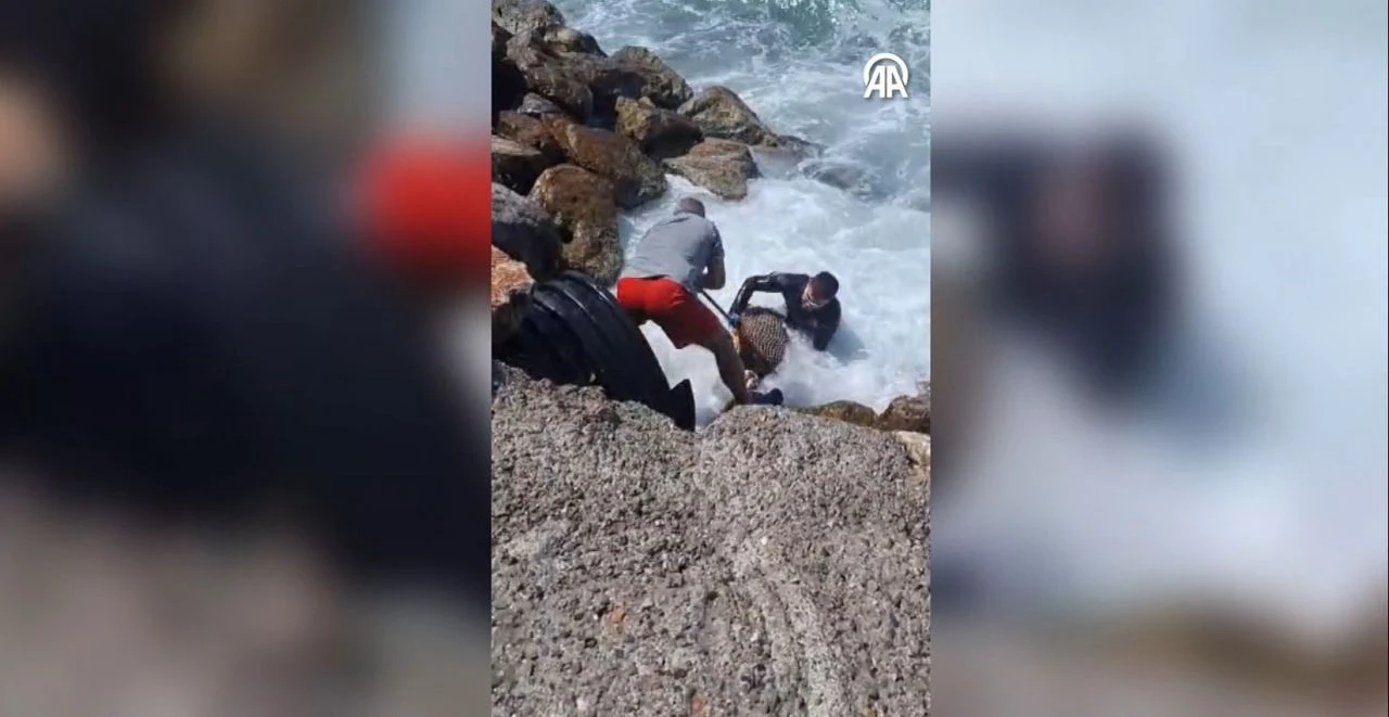 İzmir'de caretta ceratta operasyonu: Dalgalarla mücadele ettiler