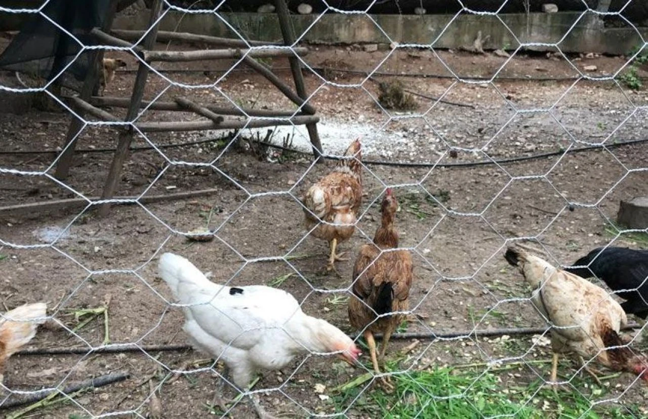 Yem değil klasik müzik çare oldu: Beethoven ve Mozart’la verimi 4’e katladı!