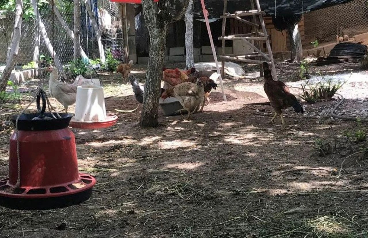 Yem değil klasik müzik çare oldu: Beethoven ve Mozart’la verimi 4’e katladı!