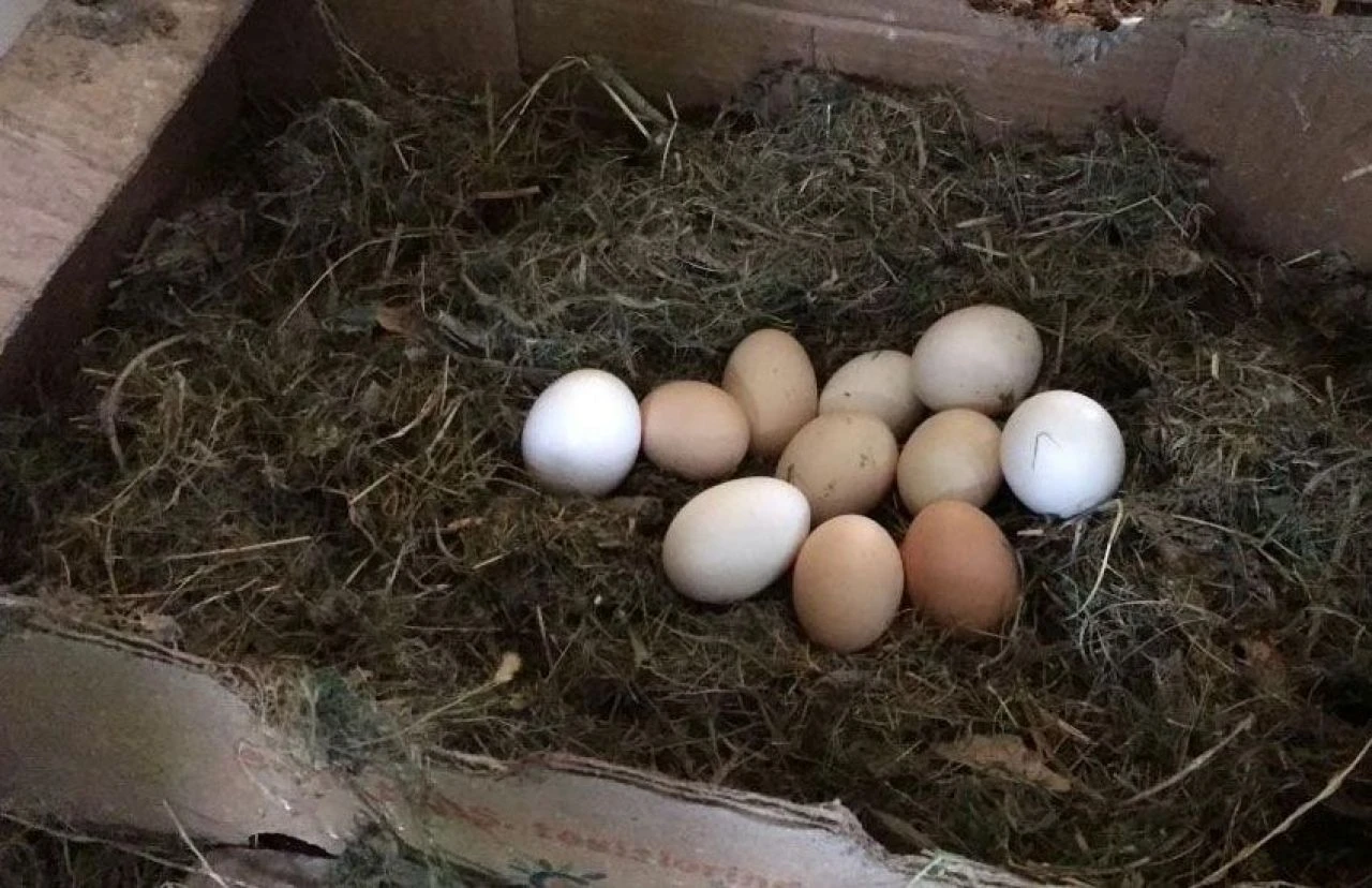 Yem değil klasik müzik çare oldu: Beethoven ve Mozart’la verimi 4’e katladı!